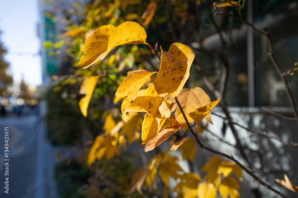 Obraz premium 黄色に色づくビル前の樹木
