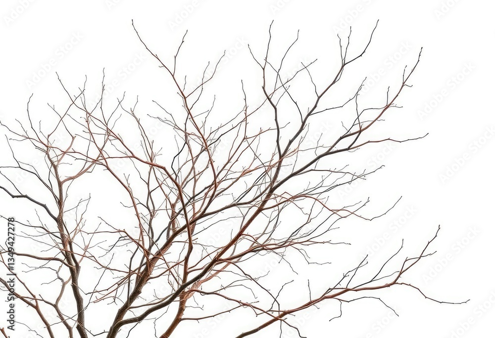Intricate bare branches isolated against a pure white backdrop, photography, art Intricate bare branches isolated against a pure white backdrop, photography, art
