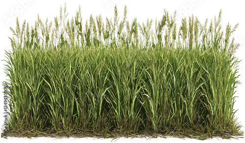 Vector grass fields farming growth isolated transparent background png, rural landscape, agriculture, green meadow, crop fields, nature, environment, farming