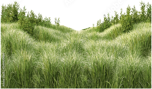 Farming fields growth vector long grass png, transparent background, agriculture, meadow, rural, crop field, nature, green farming, outdoor landscape, countryside