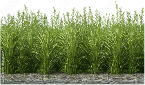 Vector isolated long grass farming fields png, natural meadow, crop field growth, transparent background, rural landscape, agriculture, greenery, nature, farm field