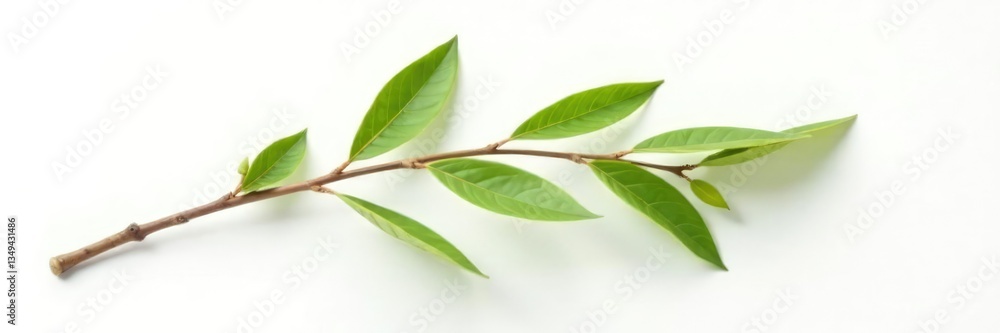 Obraz premium Single isolated branch on white background with subtle texture, white background, natural