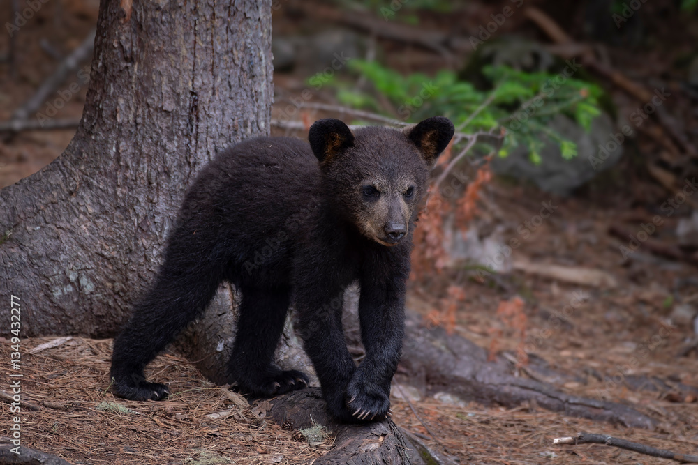 Obraz premium Ours et oursons noirs