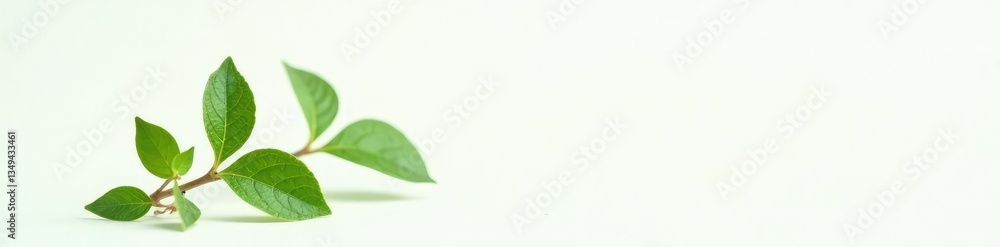 Obraz premium Small green plant with delicate leaves on a white background, closeup, herb, botanical