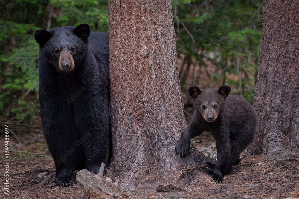 Obraz premium Ours et oursons noirs