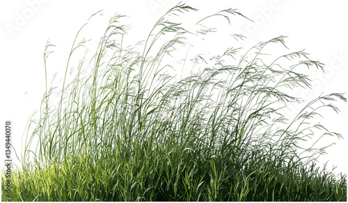 Vector nature meadow, blowing in the wind, cut-out illustration, transparent png file, fresh grass, wildflower, spring landscape, outdoor scene, natural setting, peaceful nature