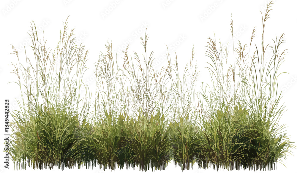 Fototapeta premium Tall meadow grass vector, nature cut out, transparent backgrounds, wild grassland, green foliage, botanical element, natural landscape, fresh field, isolated plant, editable illustration