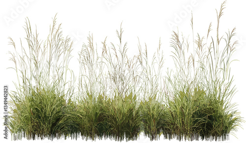 Tall meadow grass vector, nature cut out, transparent backgrounds, wild grassland, green foliage, botanical element, natural landscape, fresh field, isolated plant, editable illustration