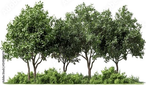 Vector trees habitat botany nature group isolated png, transparent backgrounds, plant life, natural environment, greenery, forest, ecosystem, sustainable, outdoor, nature scenes