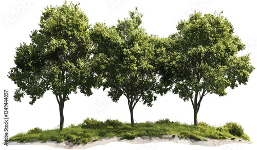 Nature trees vector, transparent cut-out shapes, environmental design, forest tree silhouette, nature illustration, natural backgrounds, tree shape icon, outdoor design