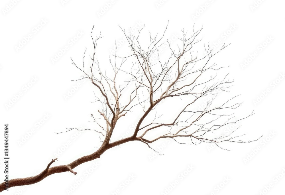 Fototapeta premium Bare, intricately branched tree limbs isolated against a pure white backdrop, simple, delicate