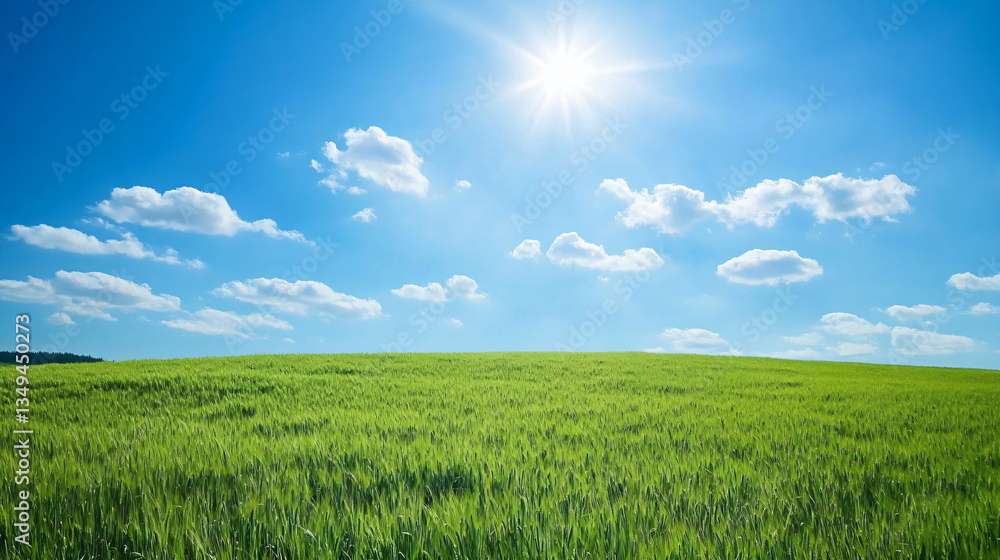 Obraz premium wheat field with blue sky 