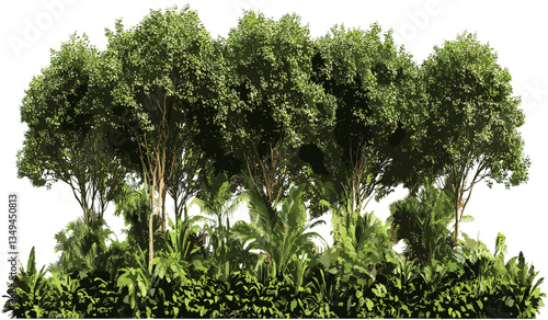 Vector jungle landscape PNG, rainforest panorama, exotic trees, tropical forest background, nature cutout, green foliage, wild nature scene, forest greenery, outdoor beauty