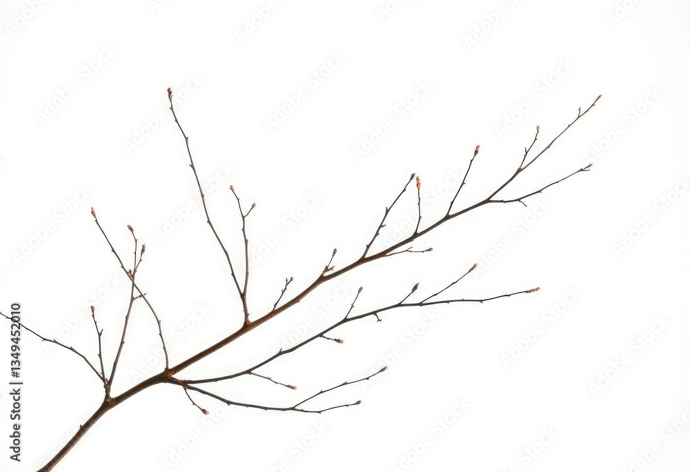Fototapeta premium Delicate, bare branches isolated against a pure white backdrop, graphic, forest