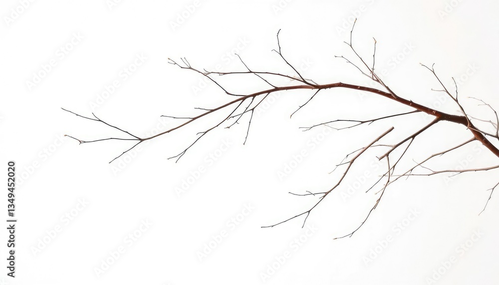 Delicate, bare branches isolated against a pure white backdrop, environment, pure Delicate, bare branches isolated against a pure white backdrop, environment, pure