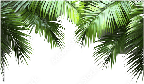 Realistic hawaii palm leaves, vector png, transparent background, tropical palm leaves, copy space, summer decoration, beach themed, nature vector, exotic palm tree leaves