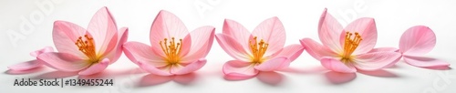 Delicate flower petals unfolding on white background, color, nature