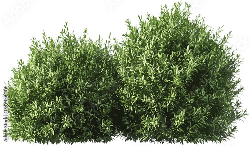 Realistic vector greenish shrubs, tropical plants isolated, transparent background, PNG, green foliage, nature, tropical greenery, exotic leaves, jungle shrubs, natural greenery