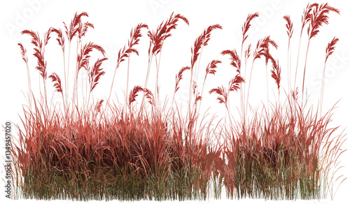 Flora vector design, red grass, meadow illustration, transparent background, PNG, cut-out shapes, nature graphics, meadow illustration, floral design, nature clipart.