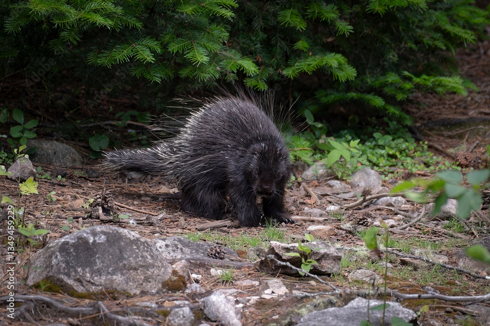 Naklejka premium Porc-épic