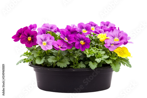 Wallpaper Mural Pansies in pot, purple, yellow, violet flowers, isolated against black, cut out transparent Torontodigital.ca