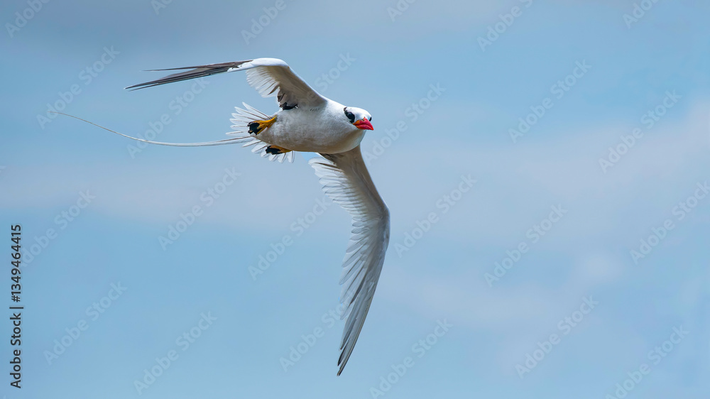 The red-billed tropicbird (Phaethon aethereus) is a tropicbird, one of three closely related species of seabirds, of tropical oceans.