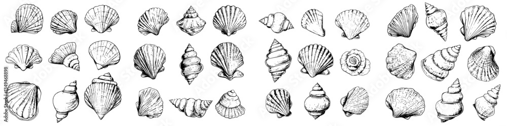 Collection of diverse seashell illustrations showcasing various shapes and designs from coastal regions Collection of diverse seashell illustrations showcasing various shapes and designs from coastal regions
