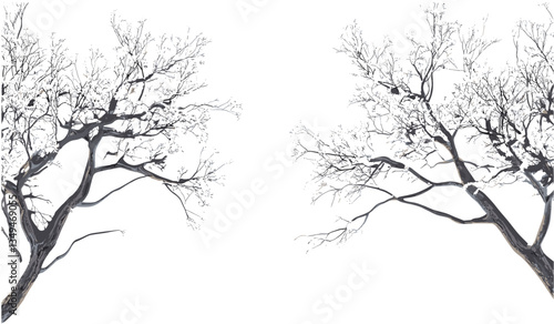 Winter tree branches covered with snow, transparent PNG, vector wintertime design, snowy cut-out tree, seasonal background, frosty nature, snowy forest, winter scene