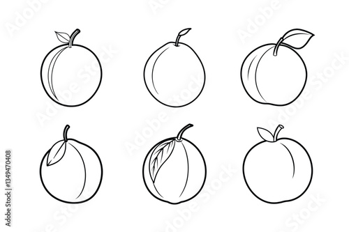 Sapodilla – Manilkara zapota line art vector illustration