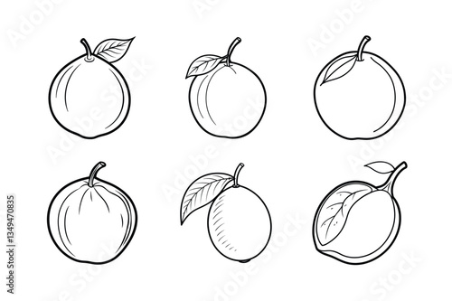 Sapodilla – Manilkara zapota line art vector illustration