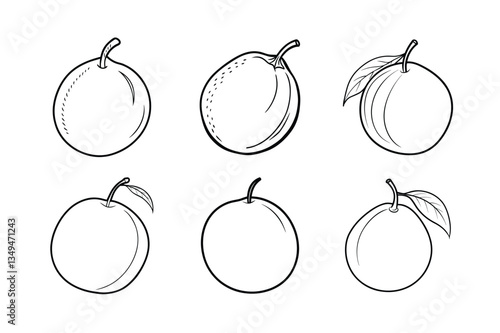 Sapodilla – Manilkara zapota line art vector illustration