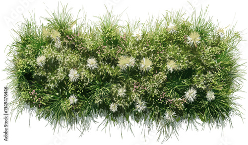 Flowery grassy meadow vector top view group on transparent backgrounds png, spring wildflowers, lush green grass, floral nature, blooming plants, seamless botanical background, outdoor scenery