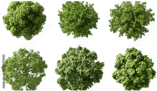 Vector trees top view, greenery shapes collection, transparent background PNG, landscape elements, park tree icons, foliage clipart, aerial tree set, nature illustration, garden design