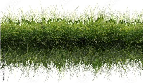 Vector landscape, top view of long grass row, clipart on transparent background, outdoor scene, summer nature, green grass, row perspective, seamless nature pattern, landscape design