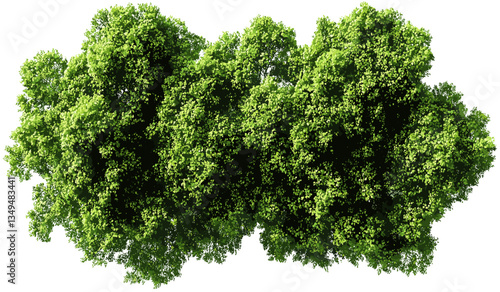 Green trees top view vector serenity on transparent PNG, lush forest, eco-friendly nature, tranquil, peaceful landscape, fresh greenery, nature vibes, outdoor, calming environment
