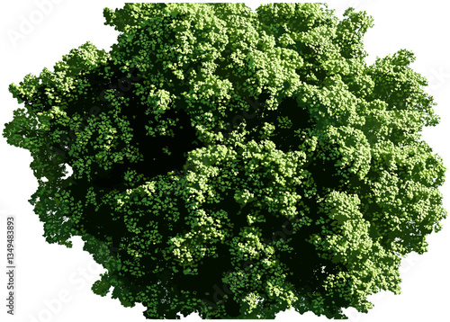 Single large woodland tree top view, PNG, transparent background, vector illustration, isolated tree, nature design, forest tree, vector tree top view, woodland silhouette