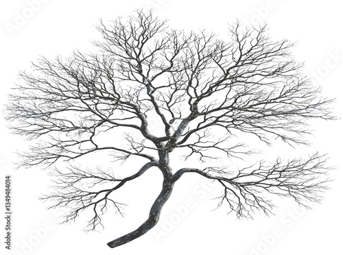 Winter time vector, top view of leafless tree, solitary tree on transparent background, snow, bare branches, cold season, isolated tree, snow-covered ground, PNG image