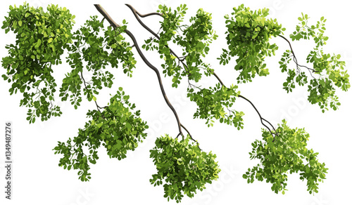 Vector leaves top composition, tree branches isolated, transparent PNG foliage, nature leaves, eco-friendly vector, green leaves isolated, tree elements, transparent foliage