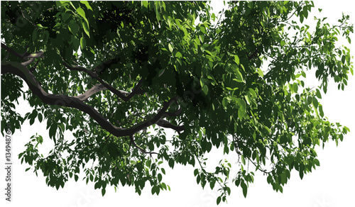 Vector tree branches, tall leaves, transparent background, nature layout, green foliage, spring branches, eco design, nature elements, fresh leaves, summer vector.