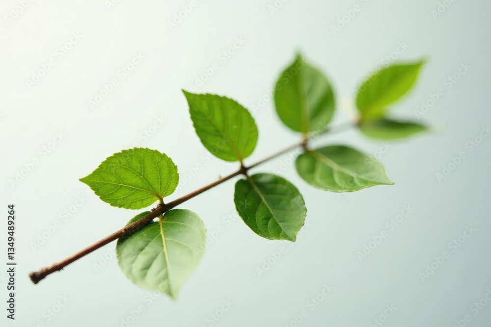 Obraz premium Single isolated branch on white background with subtle texture, clean,