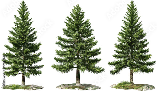 Pine woods vector set, trees illustrations, PNG, transparent background, nature design, forest landscape, greenery, outdoor graphics, eco-friendly art, tree silhouettes