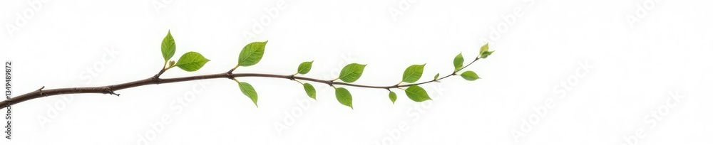 Single isolated branch with delicate foliage on white background, branch, twig, serenity Single isolated branch with delicate foliage on white background, branch, twig, serenity