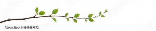Single isolated branch with delicate foliage on white background, branch, twig, serenity