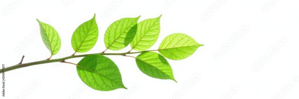 Fototapeta premium Single isolated branch with green leaves on white background, white, nature