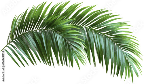 Vector tropical palm fronds, palm fronds clipart, transparent background png, tropical leaves, nature clipart, palm vector, tropical paradise, summer palm fronds