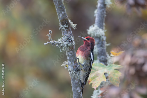 Red-breasted Sapsucker portrait