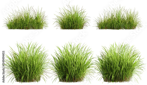 Grass tufts row vector png, fresh verdant grass, nature illustration, green tufts, transparent background greenery, grass row, lawn, eco-friendly garden illustration, vibrant greenery
