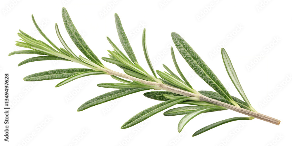 rosemary isolated on white background rosemary isolated on white background