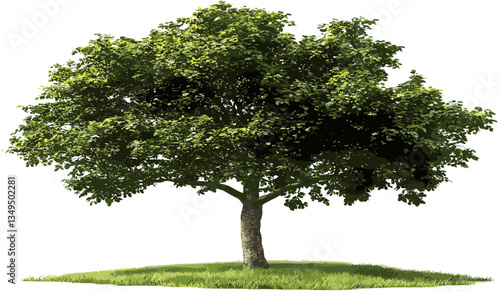 Woods scene with tree standing on grass fields isolated, vector png, transparent background, nature landscape, green fields, outdoor environment, natural scenery, forest view