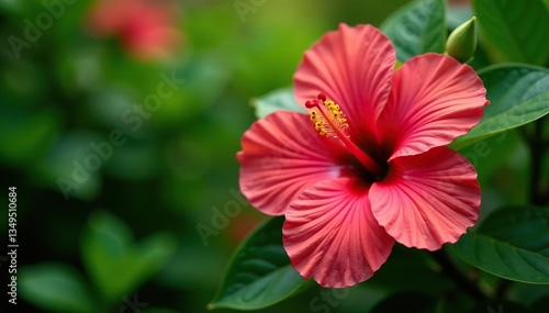 Bold, vibrant hibiscus blooms in lush green foliage , fabric, surface
